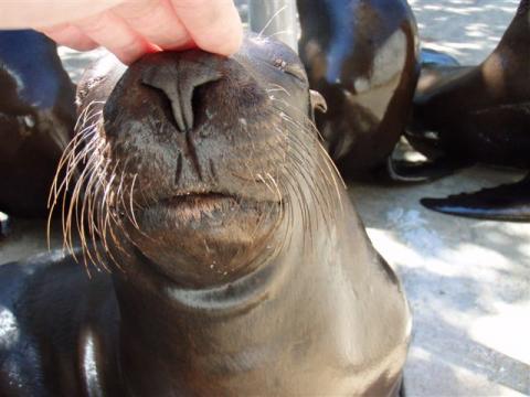 Los monstruos de las islas de Pribilof