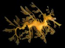Misterios de la naturaleza: el dragón de mar