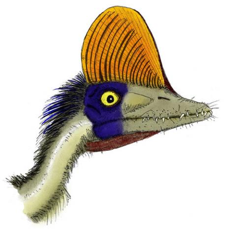 pterorhynchus