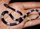 Nueva especie de serpiente en India