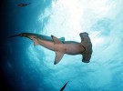 Tiburones: ahora tienen su propio santuario