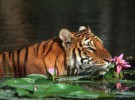 China aprueba la venta de productos derivados de tigres y leopardos