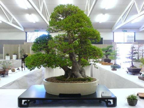 Los bonsai, esos pequeños grandes árboles (II)