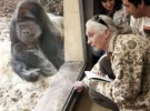 Jane Goodall al rescate de los animales en Bolivia