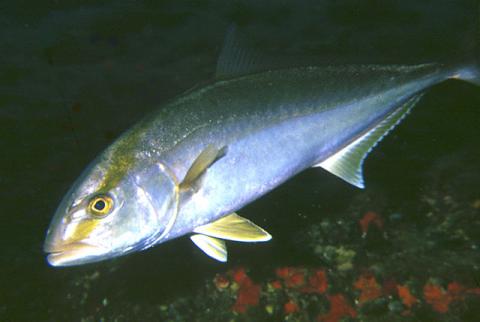 Peces argentinos (II)