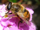 Picar es igual a morir: las abejas