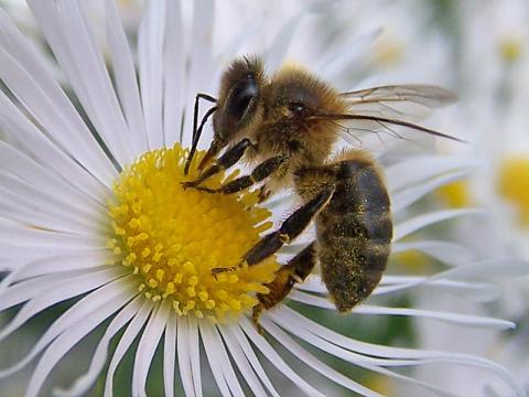 Las abejas: excelentes voladoras