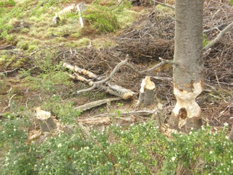 Derribando árboles (los castores)