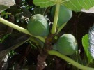 Plantas de frutos comestibles (I) – La higuera