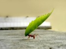 Hormigas: serenas ante los gigantes