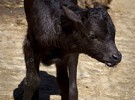 ‘Got’: el primer toro de lidia clonado