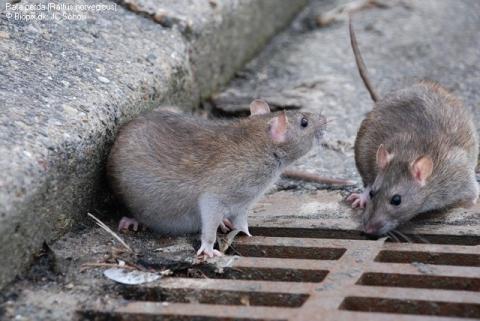 Las ratas encabezan el ranking de plagas en Europa