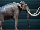 Restos de una mamut descubiertos por las lluvias en México
