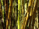 Suelos ecológicos de bambú