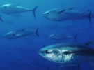 Espiando el atún rojo del Mediterráneo