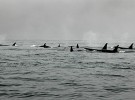 Orcas abuelas protegen sus familias