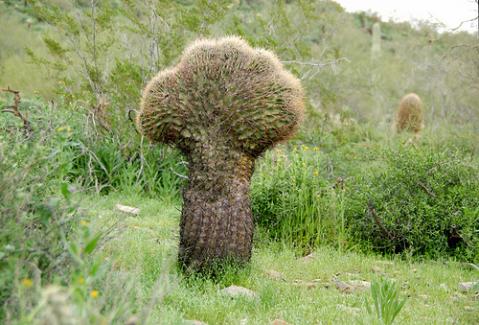 Cacto, ni árbol, ni hierba (I)