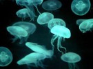 La presencia de las medusas