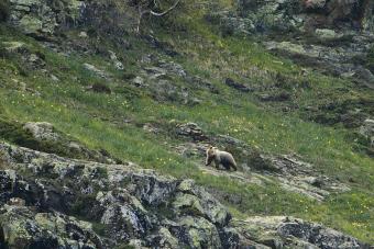 Dos osos pardo más en el Val d’Aran