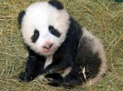 El «Baby Boom» del oso panda
