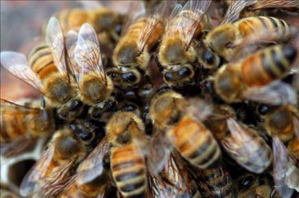 Inaugurado el primer centro reproductor de abejas reina