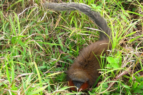 Nueva especie de mono tití en el Amazonas colombiano