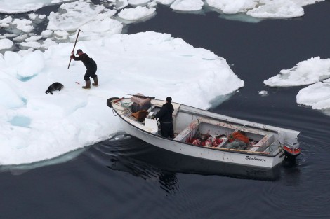 Pieles de foca llegarán a UE pese a su prohibición