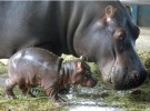 Nace un hipopótamo del Nilo en Bioparc de Valencia