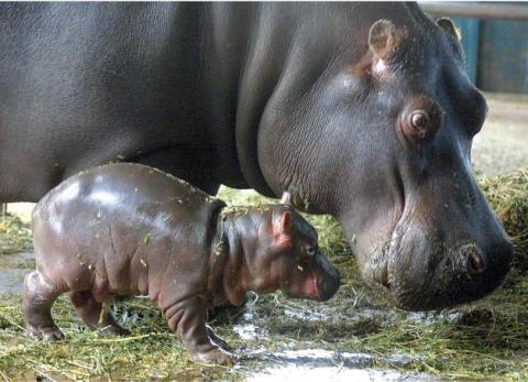 Nace un hipopótamo del Nilo en Bioparc de Valencia