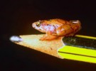 Descubierta ‘mini-rana’ en la isla de Borneo