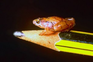 Descubierta ‘mini-rana’ en la isla de Borneo