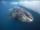 La ballena de Groenlandia, único cetáceo con olfato