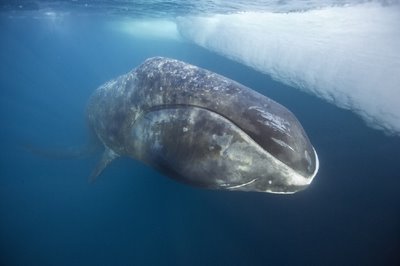 La ballena de Groenlandia, único cetáceo con olfato
