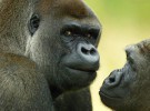 Los gorilas juegan al ‘pilla-pilla’