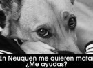 Autoridades inician matanza de perros en Neuquén, Argentina