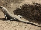 Nacen 91 lagartos gigantes en El Hierro