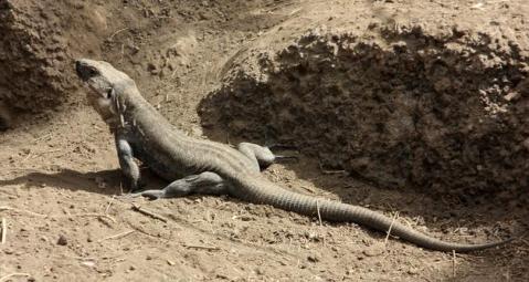 Nacen 91 lagartos gigantes en El Hierro