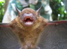 Desaparecerían murciélagos por una extraña enfermedad