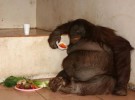 Oshine, primer orangután a dieta