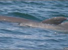 Lenguaje común entre especies distintas de delfines