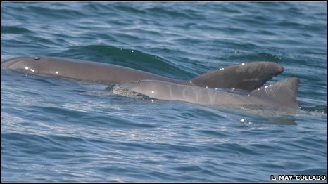 Lenguaje común entre especies distintas de delfines