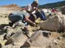Encontrado el fémur del dinosaurio más grande de Europa