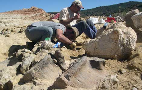 Encontrado el fémur del dinosaurio más grande de Europa