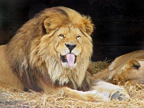 leon