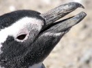 Fueron encontrados restos de pingüinos gigantes