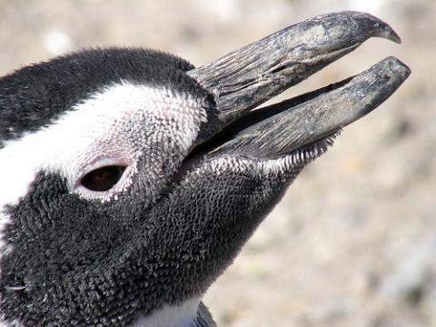 Fueron encontrados restos de pingüinos gigantes