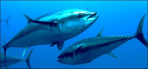 La guerra por el atún rojo