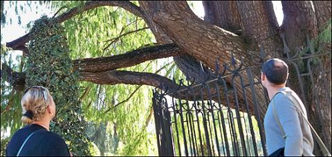 Madrid, su árbol más antiguo es mexicano