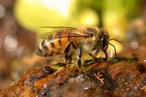 Muerte masiva de abejas en Europa