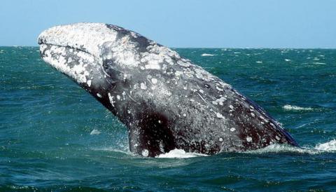 Japón pone fin a la temporada de caza de ballenas en la Antártida